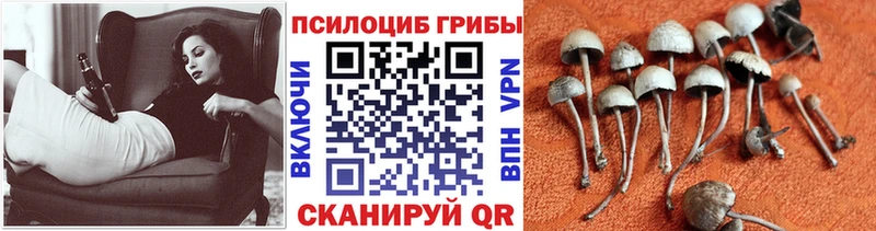 Купить где  Невьянск  Галлюциногенные грибы MAGIC MUSHROOMS 